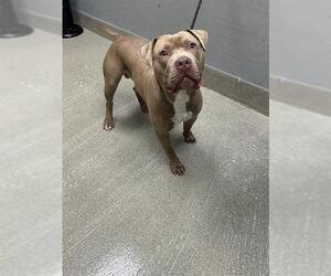 Mutt Dogs for adoption in Las Vegas, NV, USA
