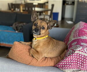 Chihuahua Dogs for adoption in Ojai, CA, USA