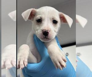 Chihuahua Dogs for adoption in Bakersfield, CA, USA