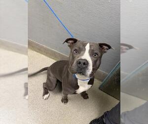 American Pit Bull Terrier-Unknown Mix Dogs for adoption in Las Vegas, NV, USA