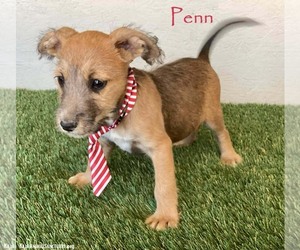 Jack Russell Terrier-Unknown Mix Dogs for adoption in San Diego, CA, USA