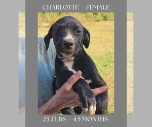 Labrador Retriever Dogs for adoption in FRAMINGHAM, MA, USA