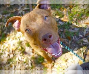 American Staffordshire Terrier-Unknown Mix Dogs for adoption in Tallahassee, FL, USA