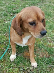 Beaglier Dogs for adoption in Pottstown, PA, USA