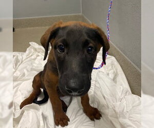 Mutt Dogs for adoption in Las Vegas, NV, USA