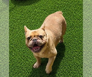 French Bulldog Dogs for adoption in Valrico, FL, USA