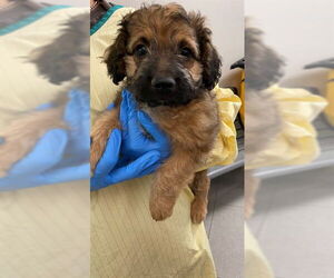 German Shepherd Dog-Poodle (Miniature) Mix Dogs for adoption in Rancho Cucamonga, CA, USA