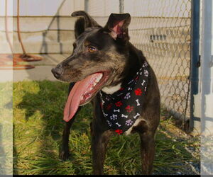 American Pit Bull Terrier-Unknown Mix Dogs for adoption in Oakhurst, NJ, USA