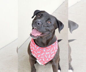 Labrador Retriever-Unknown Mix Dogs for adoption in McKinney, TX, USA