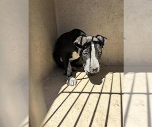 American Pit Bull Terrier-Collie Mix Dogs for adoption in Oklahoma City, OK, USA