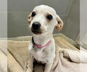 Chihuahua Dogs for adoption in Alameda, CA, USA