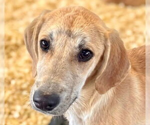 Mutt Dogs for adoption in Canton, CT, USA