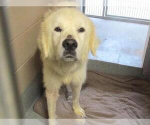 Great Pyrenees Dogs for adoption in Orange, CA, USA