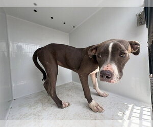 Mutt Dogs for adoption in Augusta, GA, USA