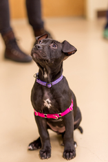American Pit Bull Terrier-Unknown Mix Dogs for adoption in Rochester, NY, USA