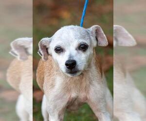 Rat-Cha Dogs for adoption in Johnson City, TN, USA