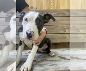 Mutt Dogs for adoption in Hilton Head, SC, USA