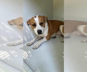 American Staffordshire Terrier-Unknown Mix Dogs for adoption in Houston, TX, USA
