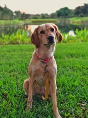 Labrador Retriever Dogs for adoption in Fort Myers, FL, USA