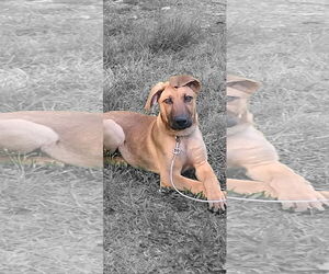 German Shepherd Dog-Unknown Mix Dogs for adoption in Prentiss, MS, USA