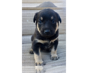 Small Red Heeler Mix