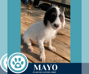 Mutt Dogs for adoption in Kimberton, PA, USA