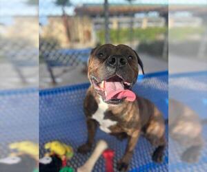 American Pit Bull Terrier Dogs for adoption in Chula Vista, CA, USA