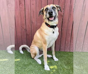 Huskies -Unknown Mix Dogs for adoption in Corona, CA, USA