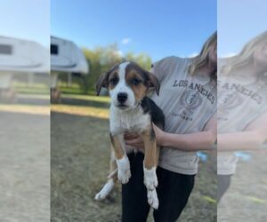 Mutt Dogs for adoption in Calgary, Alberta, Canada