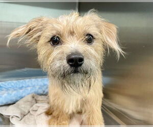 Border Terrier-Unknown Mix Dogs for adoption in Tavares, FL, USA