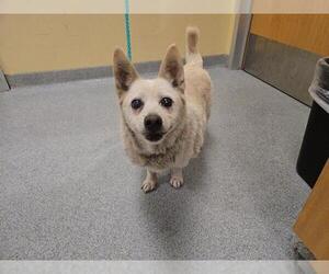 Chihuahua Dogs for adoption in Orange, CA, USA