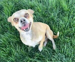 Chihuahua Dogs for adoption in Bakersfield, CA, USA