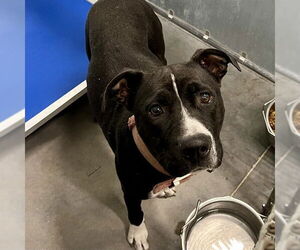 Staffordshire Bull Terrier-Unknown Mix Dogs for adoption in Tavares, FL, USA