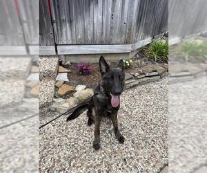 Mutt Dogs for adoption in Houston, TX, USA