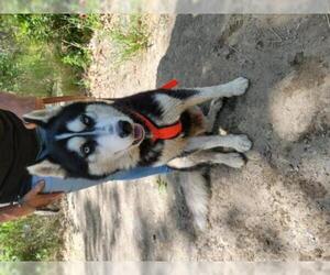 Siberian Husky Dogs for adoption in Campbell, CA, USA