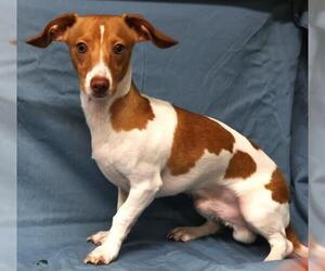 Chiweenie Dogs for adoption in Thief River Falls, MN, USA
