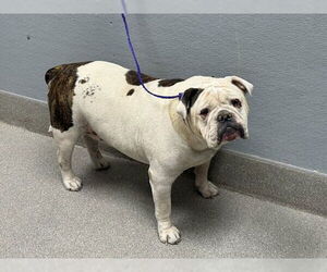Bulldog-Unknown Mix Dogs for adoption in Las Vegas, NV, USA