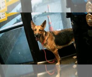 German Shepherd Dog-Unknown Mix Dogs for adoption in Tulsa, OK, USA