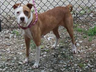 Bullboxer Pit Dogs for adoption in Graniteville, SC, USA