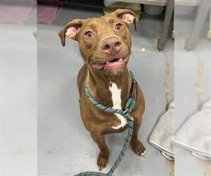 Mutt Dogs for adoption in Peoria, IL, USA