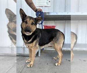 German Shepherd Dog Dogs for adoption in Bakersfield, CA, USA