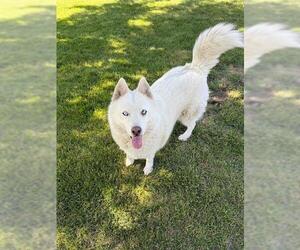 Siberian Husky Dogs for adoption in Oakdale, CA, USA