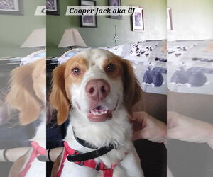 Brittany-Unknown Mix Dogs for adoption in Curwensville, PA, USA