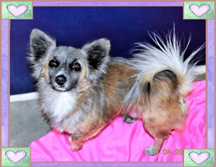 Chiranian Dogs for adoption in San Jacinto, CA, USA