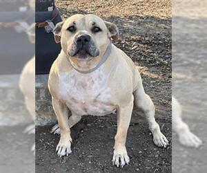 American Pit Bull Terrier Dogs for adoption in Camarillo, CA, USA