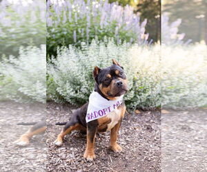 Medium Photo #1 Mutt Puppy For Sale in Crete, IL, USA