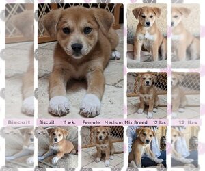 Border Collie-Unknown Mix Dogs for adoption in Mesa, AZ, USA