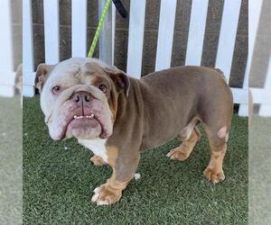 Bulldog Dogs for adoption in Modesto, CA, USA
