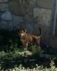 Chiranian Dogs for adoption in Del Rio, TX, USA
