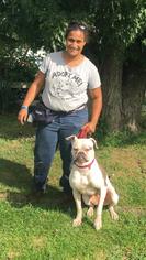 American Bulldog Dogs for adoption in Landenberg, PA, USA